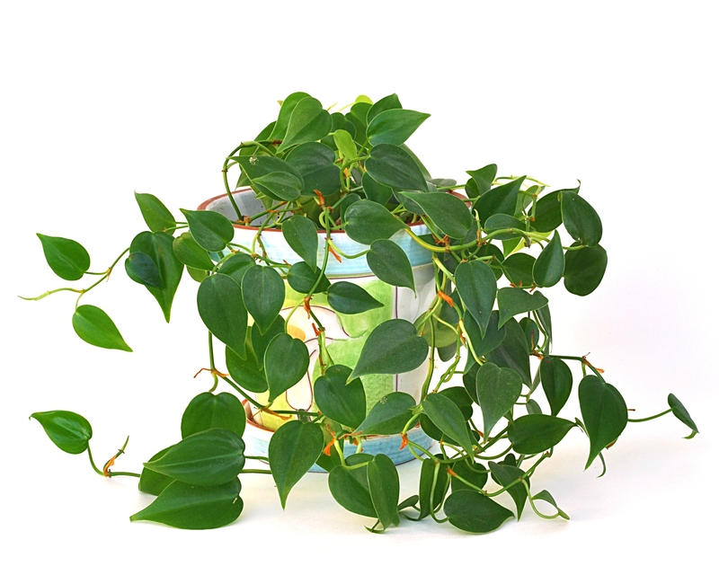 How to Take Care of a Philodendron Plant