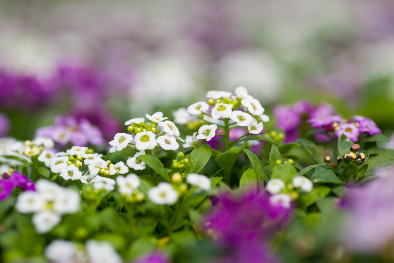 How to Take Care of a Sweet Alyssum Plant