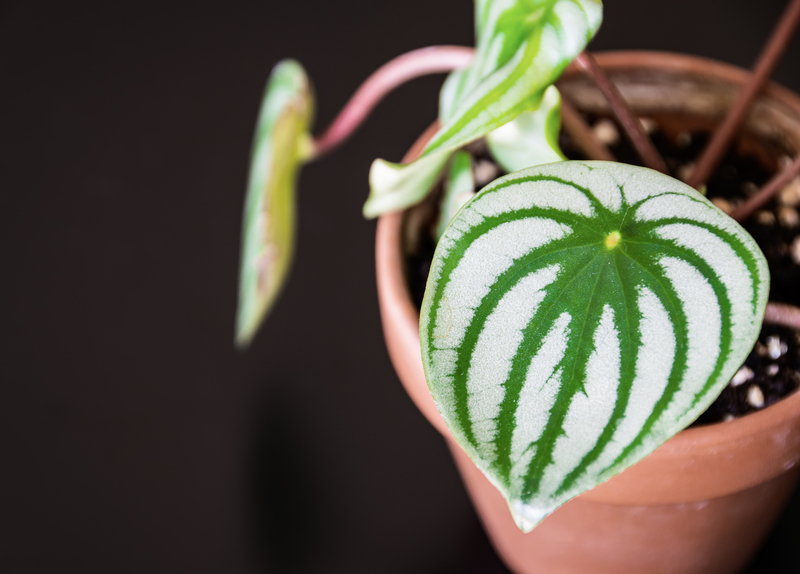 How to Take Care of a Watermelon Peperomia Plant