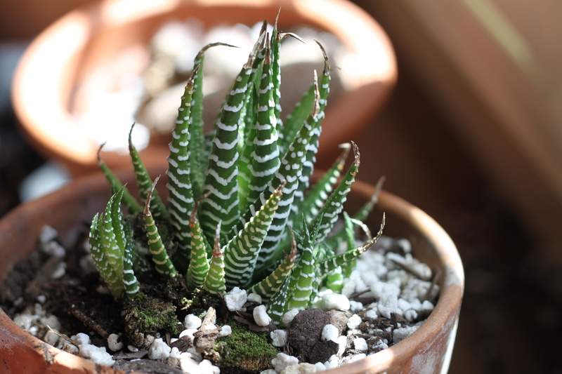What Soil Works Best for a Zebra Succulent