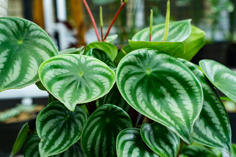 What Temperature Works Best for a Watermelon Peperomia Plant