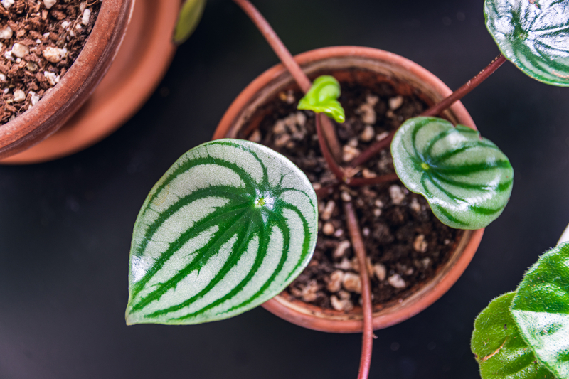 What Type of Soil Works for a Watermelon Peperomia Plant