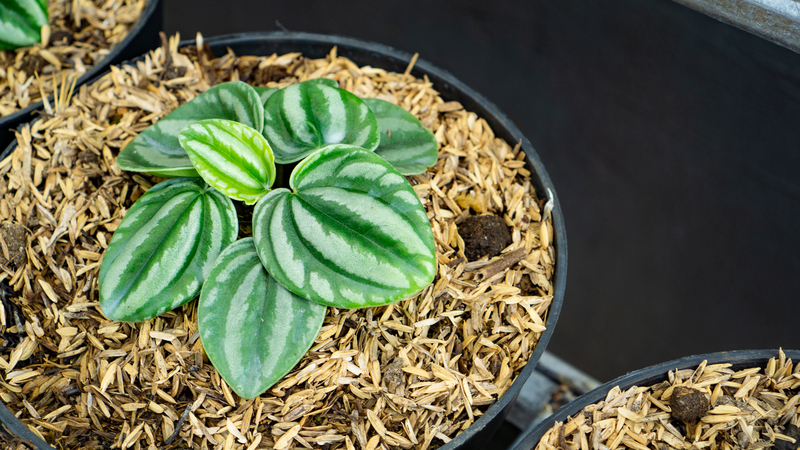 can you repot a watermelon peperomia plant