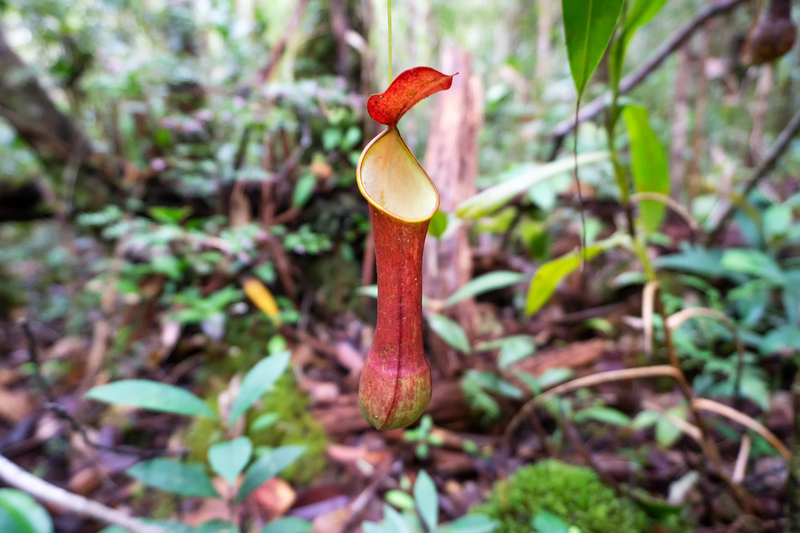 different types of nepenthes plants