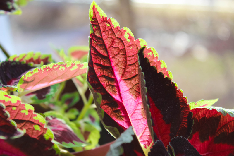 how much sunlight does a coleus need