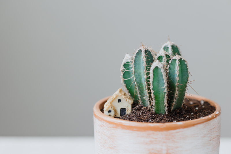 how often should you water a cactus plant