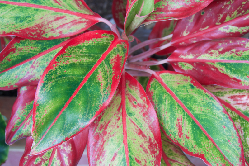 how often should you water a chinese evergreen plant