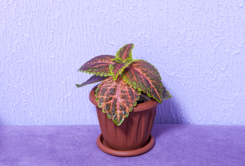 how often should you water a coleus plant