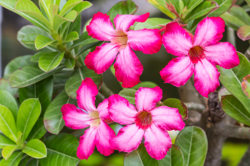 how often should you water a desert rose