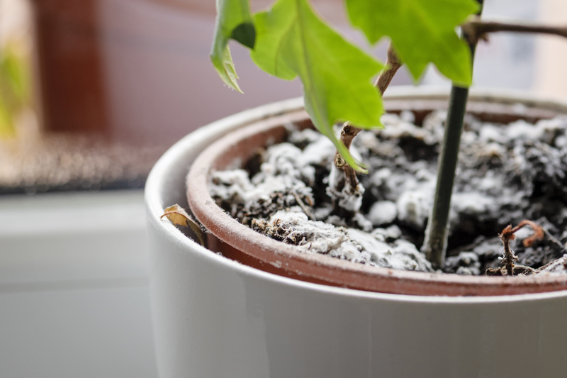 how to get rid of mold on plant soil