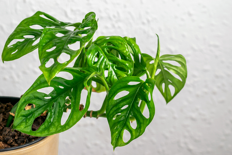 how to take care of a swiss cheese plant