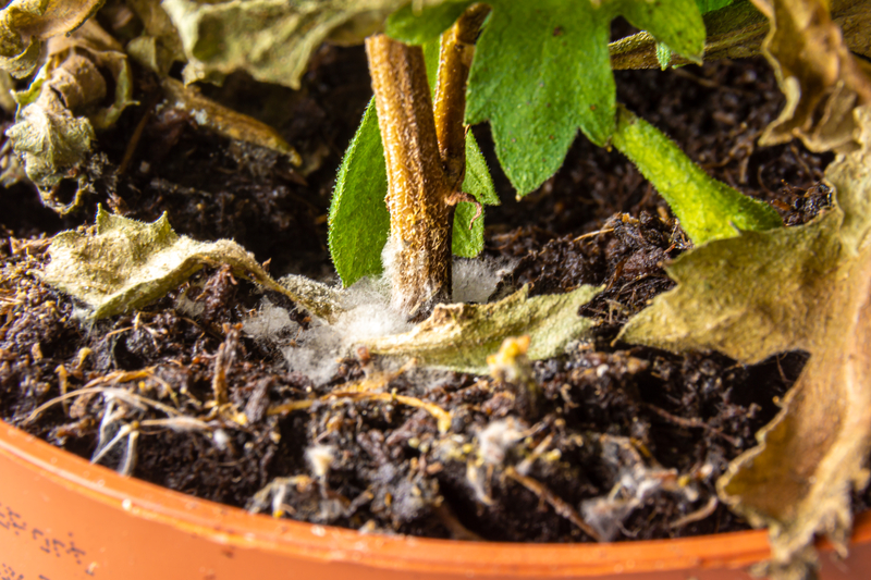 what are ways to prevent mold from forming in soil