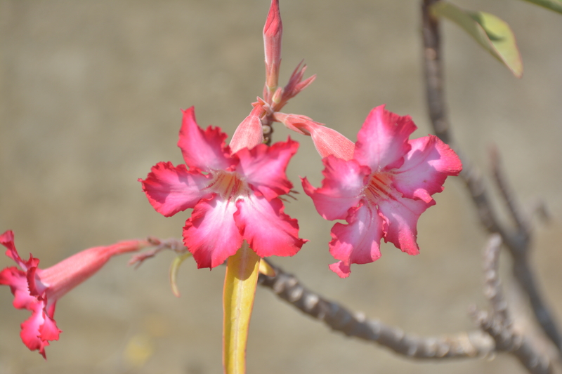 what types of desert rose plants are there