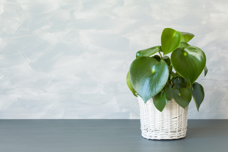 Can you Repot a Peperomia Raindrop Plant
