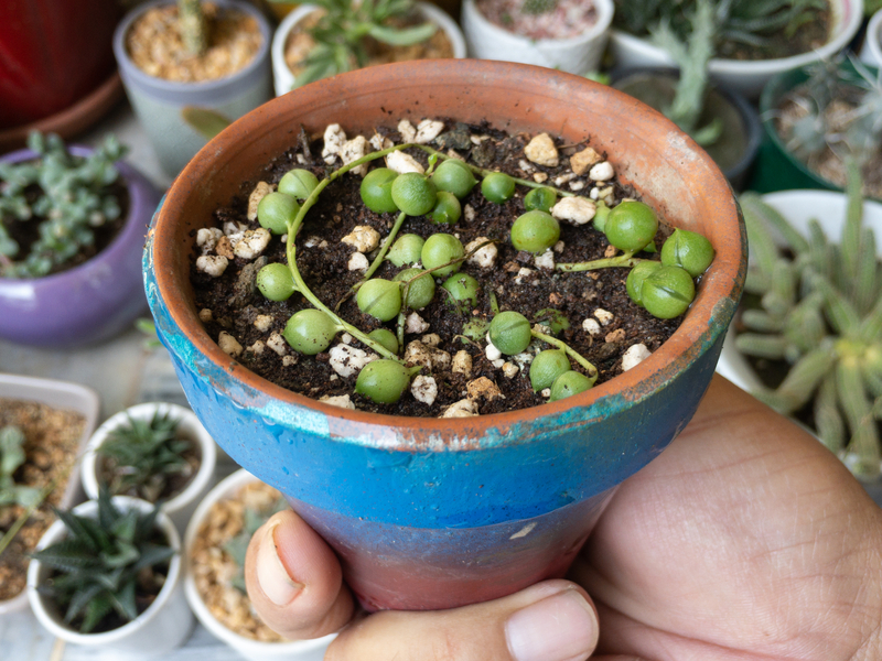 Can you Repot a String of Pearls Plant