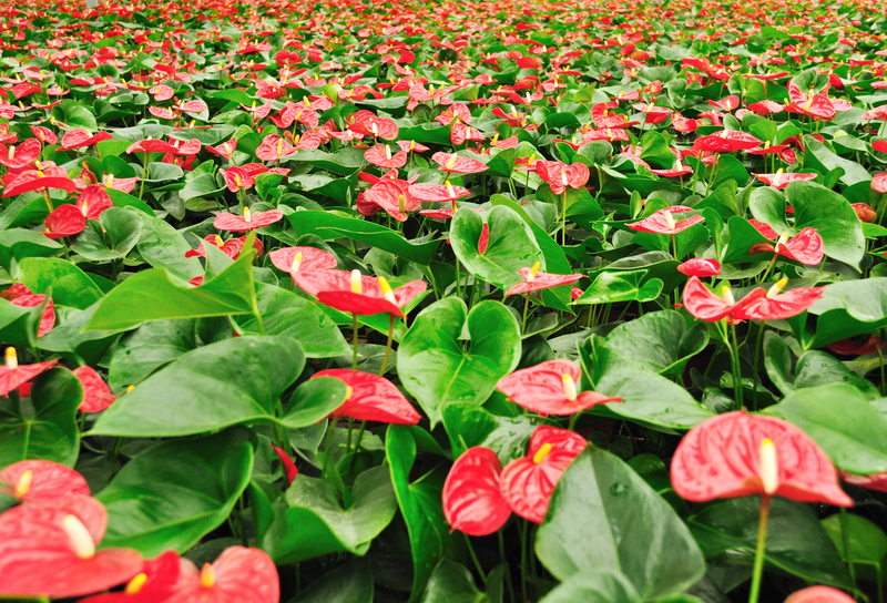 How Much Sun Does an Anthurium Plant Need