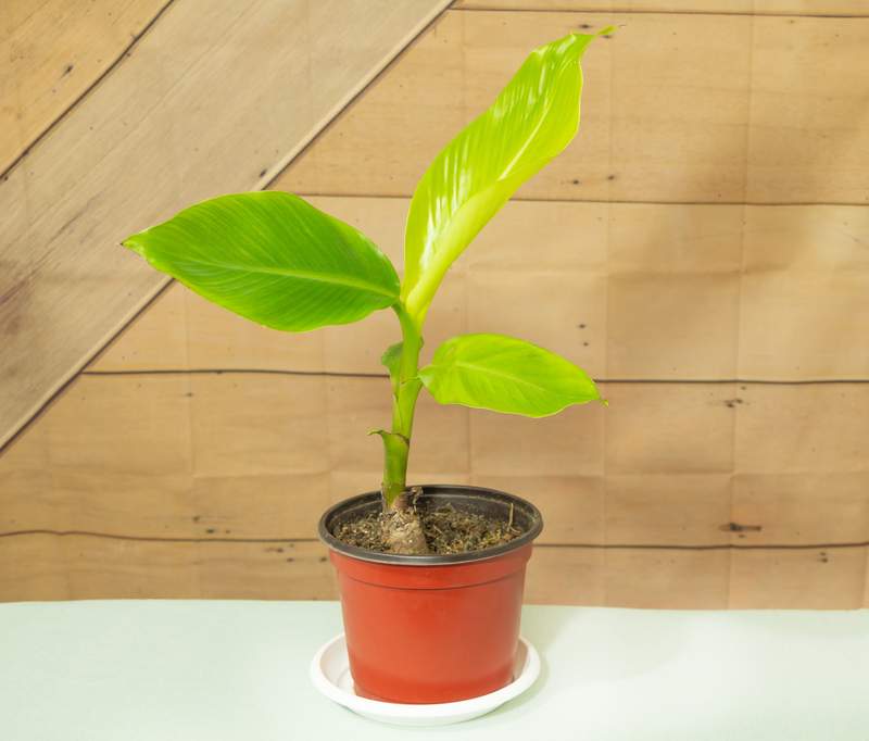 How Much Sunlight Does a Banana Plant Need