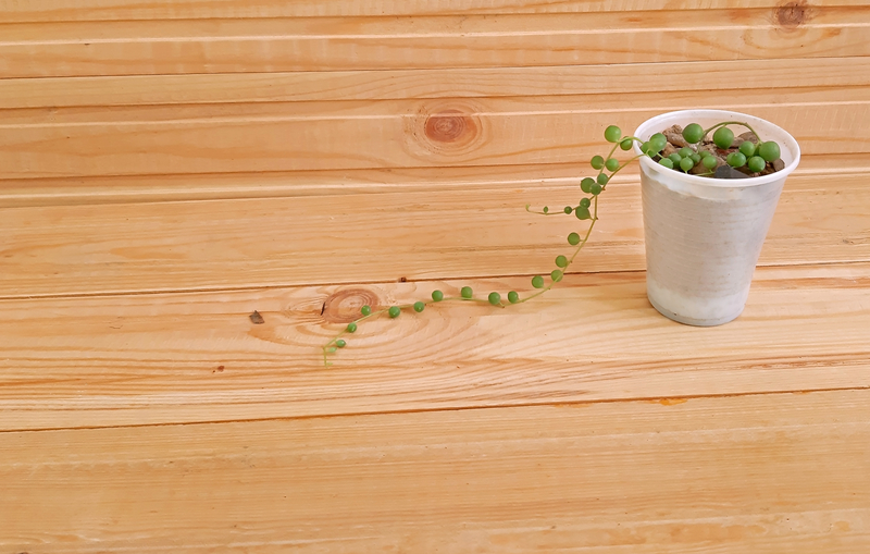 How Much Sunlight Does a String of Pearls Plant Need