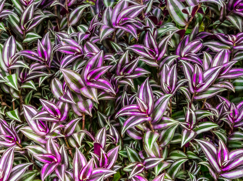 How Much Sunlight Does a Wandering Jew Plant Need