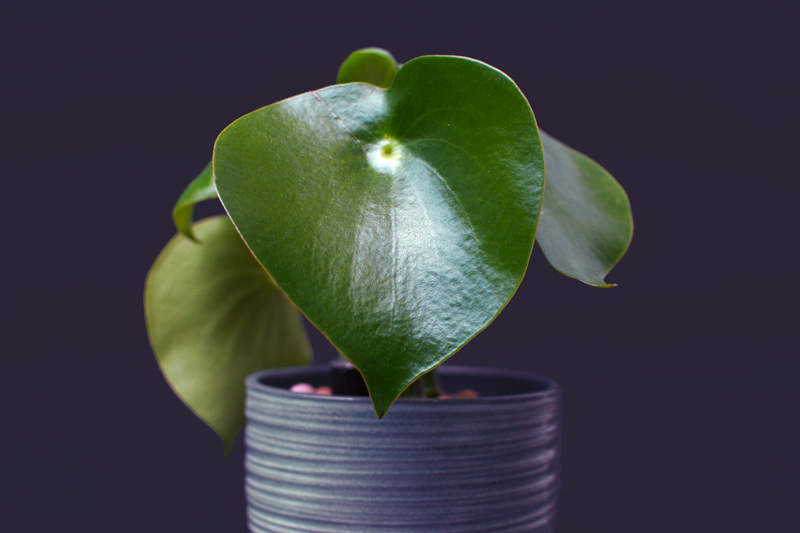 How Often Should You Water a Peperomia Raindrop Plant Need