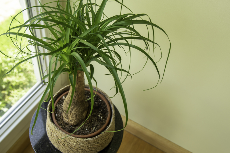 How Often Should You Water a Ponytail Palm