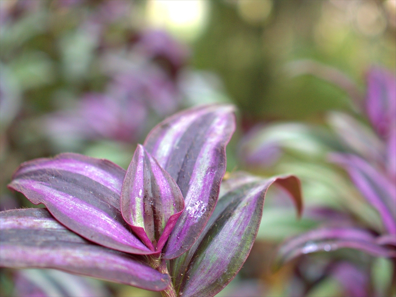How Often Should You Water a Wandering Jew Plant Need