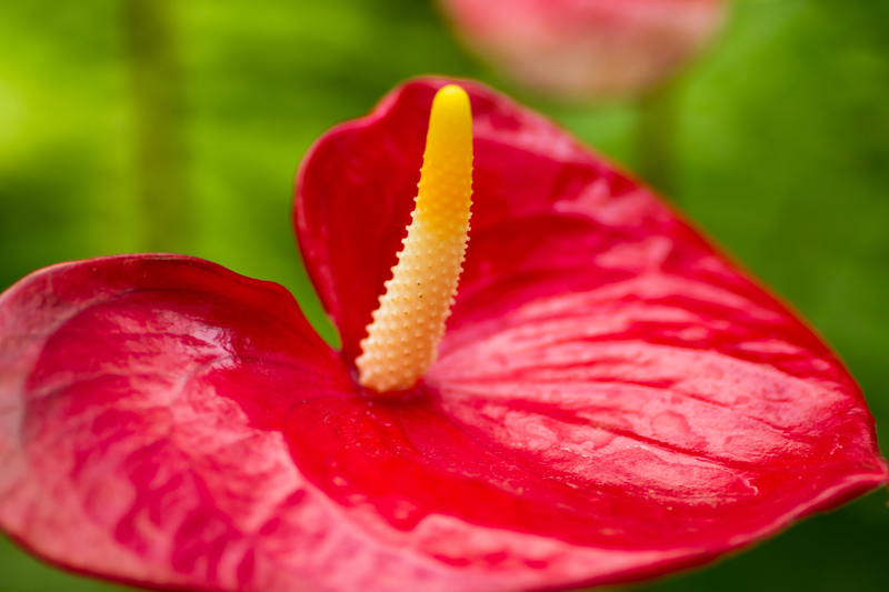 How Often Should You Water an Anthurium Plant