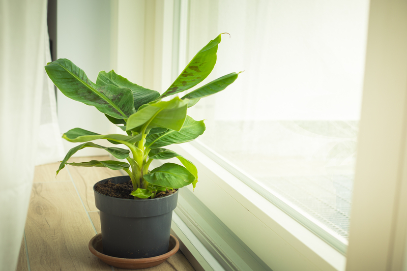 How to Take Care of a Banana Plant