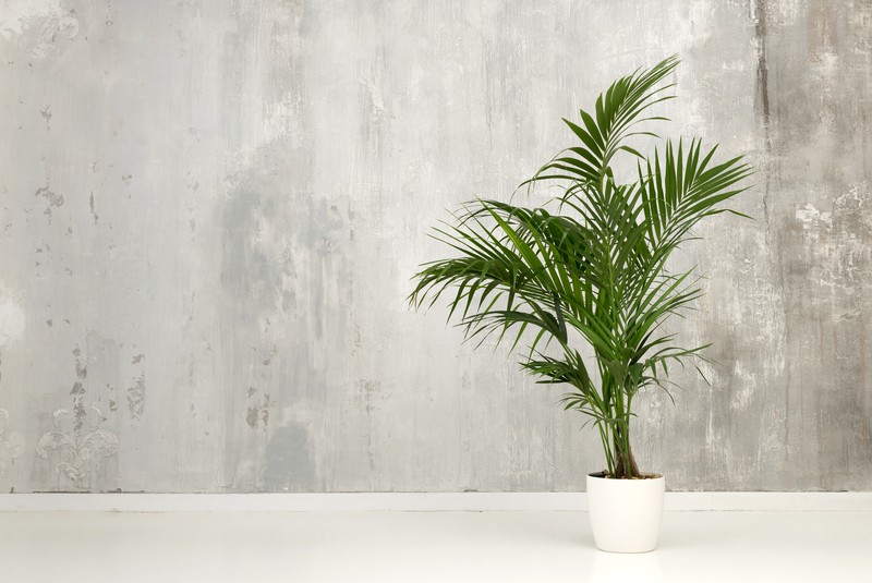 How to Take Care of a Kentia Palm Plant