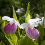 How to Take Care of a Lady Slipper Orchid