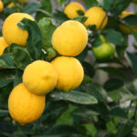 How to Take Care of a Meyer Lemon Tree