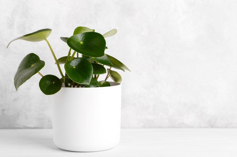 How to Take Care of a Peperomia Raindrop Plant