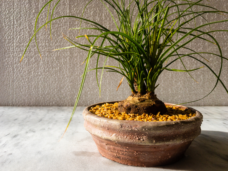 How to Take Care of a Ponytail Palm Plant