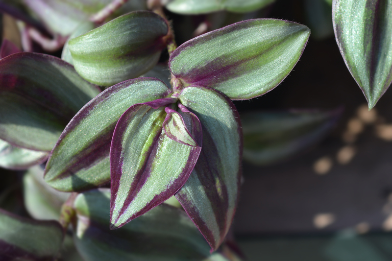How to Take Care of a Wandering Jew Plant