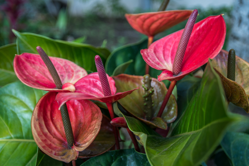 How to Take Care of an Anthurium Plant