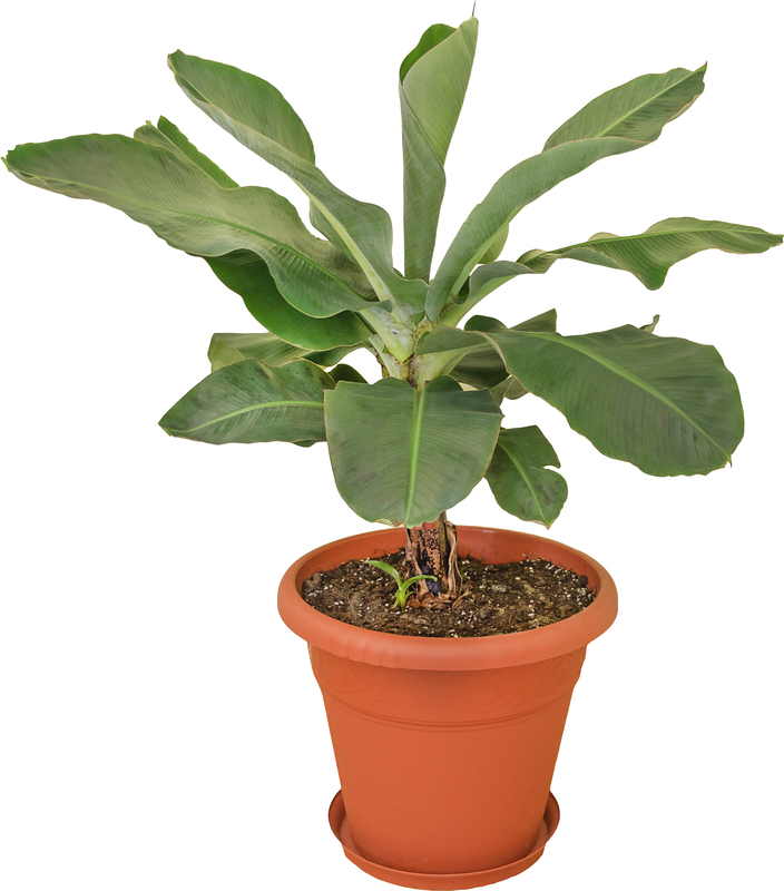 What Humidity Requirements Does a Banana Plant Need