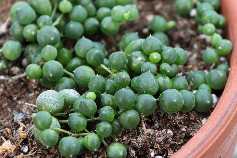 What Soil Mix Works Best for a String of Pearls Plant