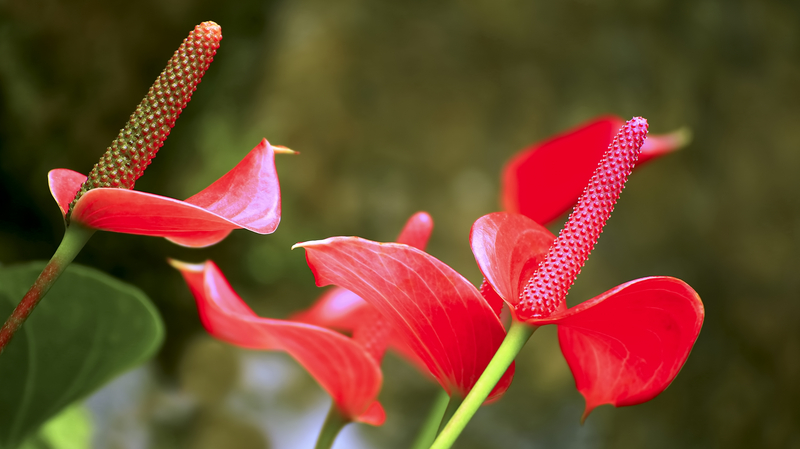 What Soil Works Best for Anthurium Plants