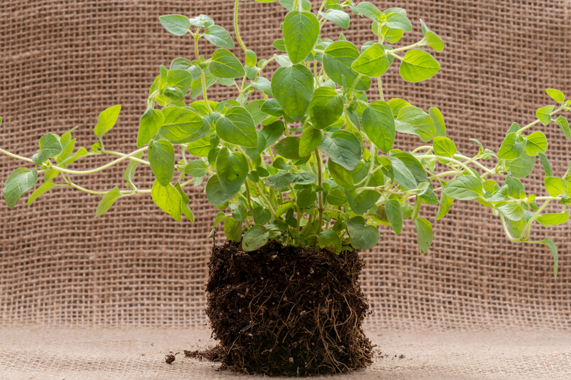 What Soil Works Best for Oregano