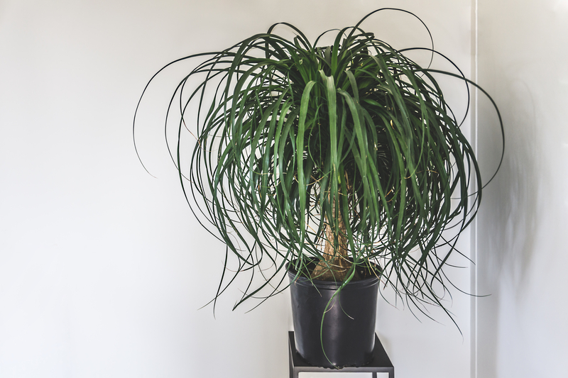 What Soil Works Best for Ponytail Palm