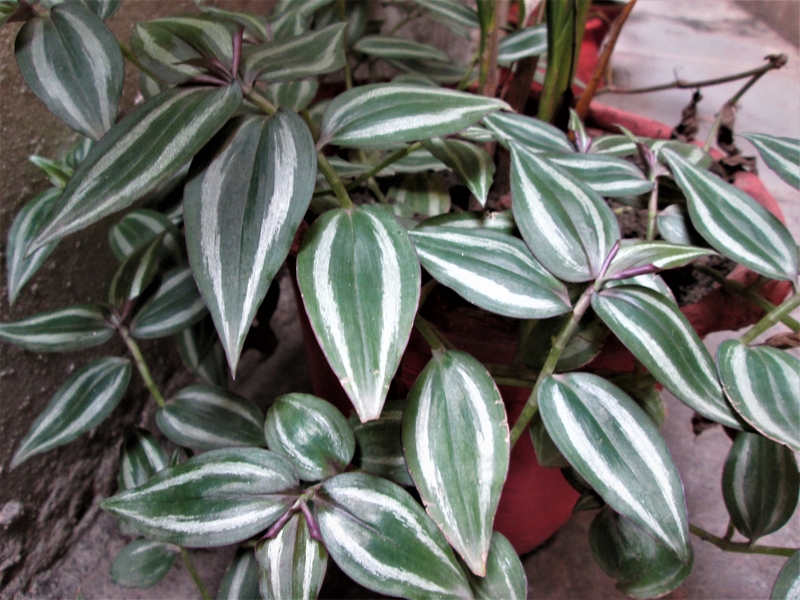Where Does the Wandering Jew Plant Originate from Originally