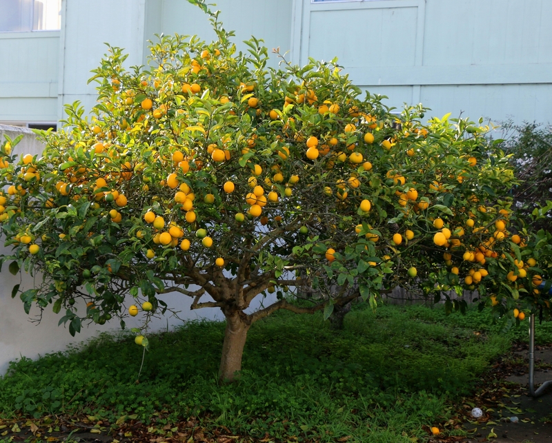 how much sun does a meyer lemon tree need