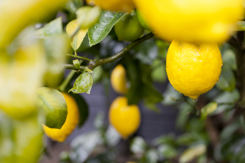 how often should you water a meyer lemon tree