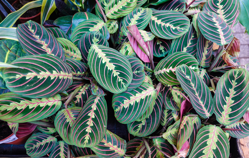 how often should you water a prayer plant