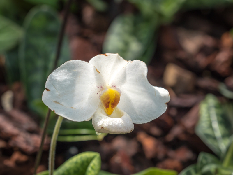 what soil works best for a lady slipper orchid