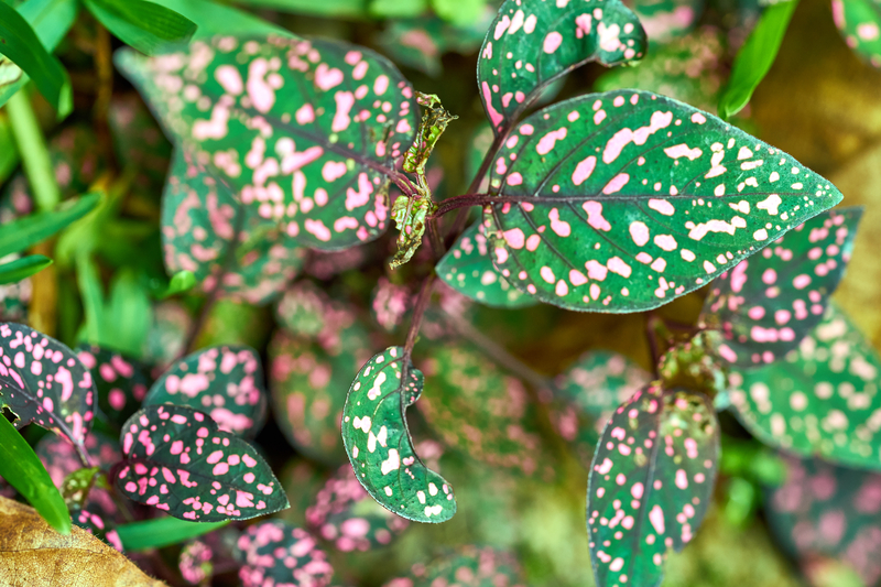 what soil works best for polka dot plants