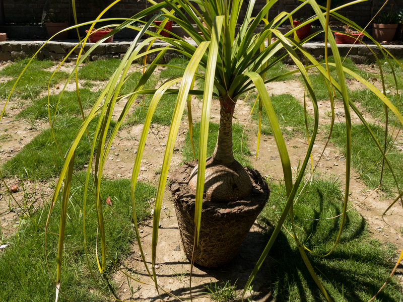 what temperature works best for a ponytail palm plant
