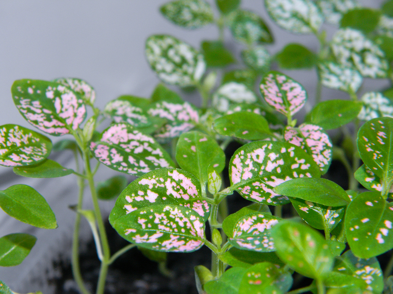 what temperature works best for polka dot plants