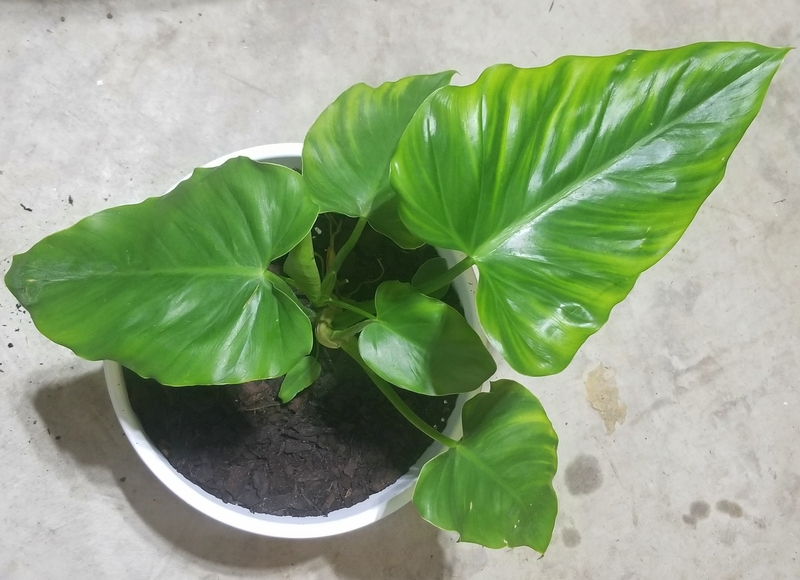 Can You Repot a Philodendron Giganteum