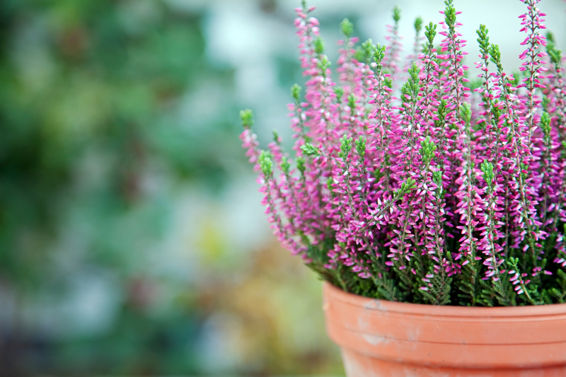 Can you Propagate a Heather Plant